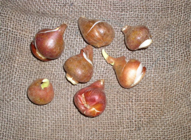 Tulip bulbs.